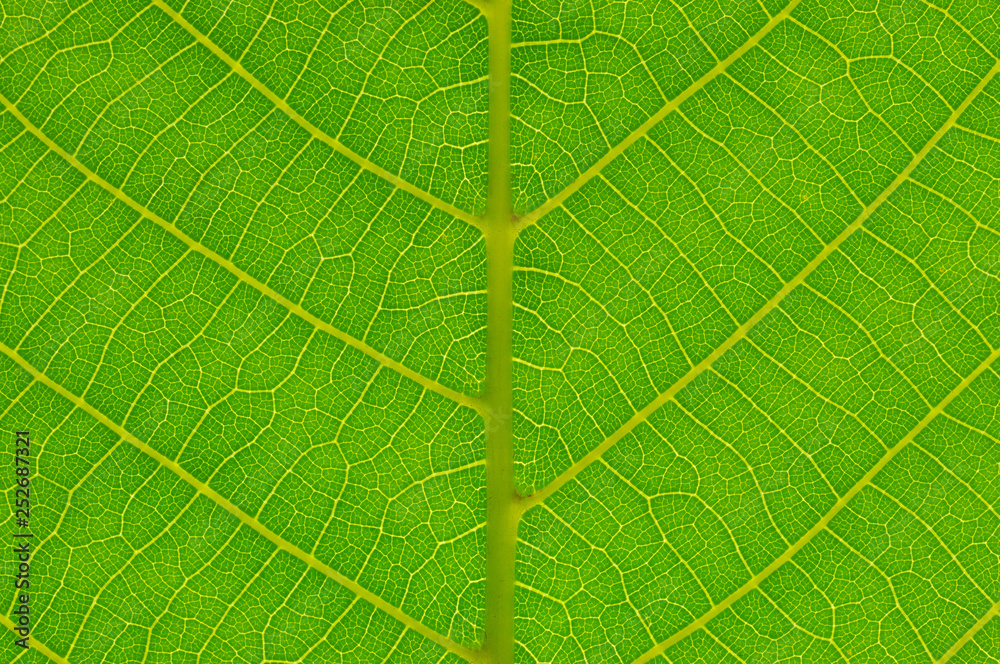 Obraz premium Close up green leaf texture.