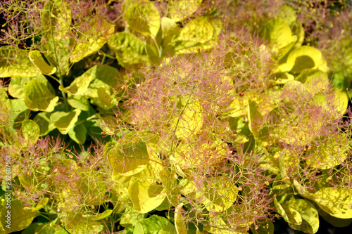 Wallpaper Mural Background from leaves of a wig-tree, a grade the Golden Spirit (Cotinus coggygria Scop. Golden Spirit) Torontodigital.ca