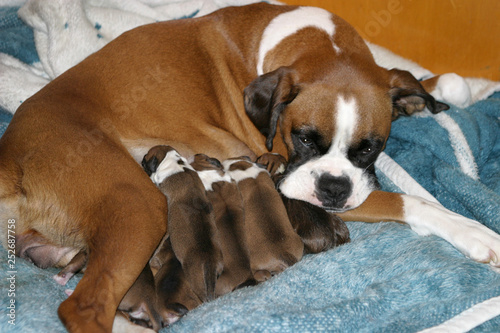 Boxer nursing puppies