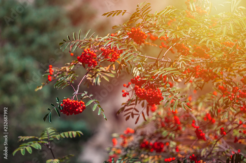 Orange hawthorn bunch under the sunlight. Hawthorn is a curative plant photo