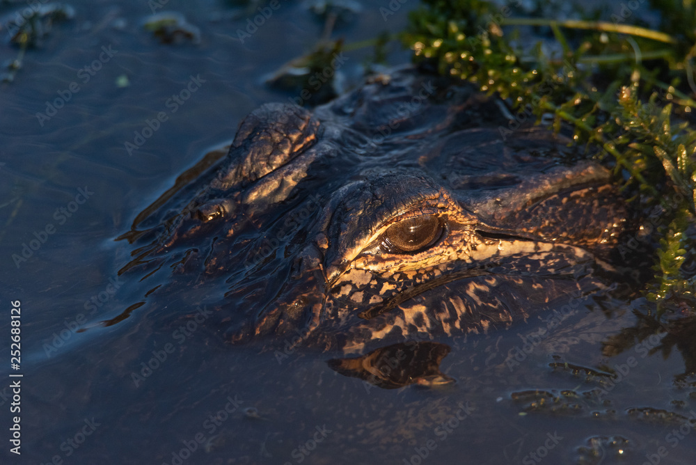 American Alligator (Alligator mississippiensis) closeup of eye during sunset American Alligator (Alligator mississippiensis) closeup of eye during sunset