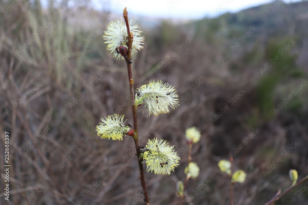 Obraz premium CHATONS DE PLANTES