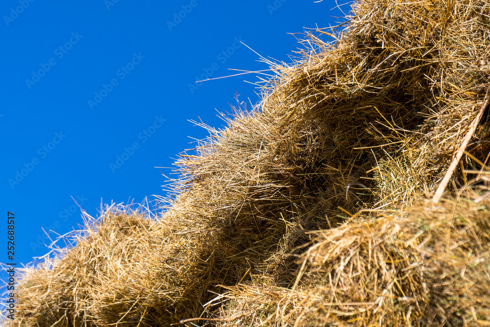 Fresh straw hay bales on the trailer Fresh straw hay bales on the trailer