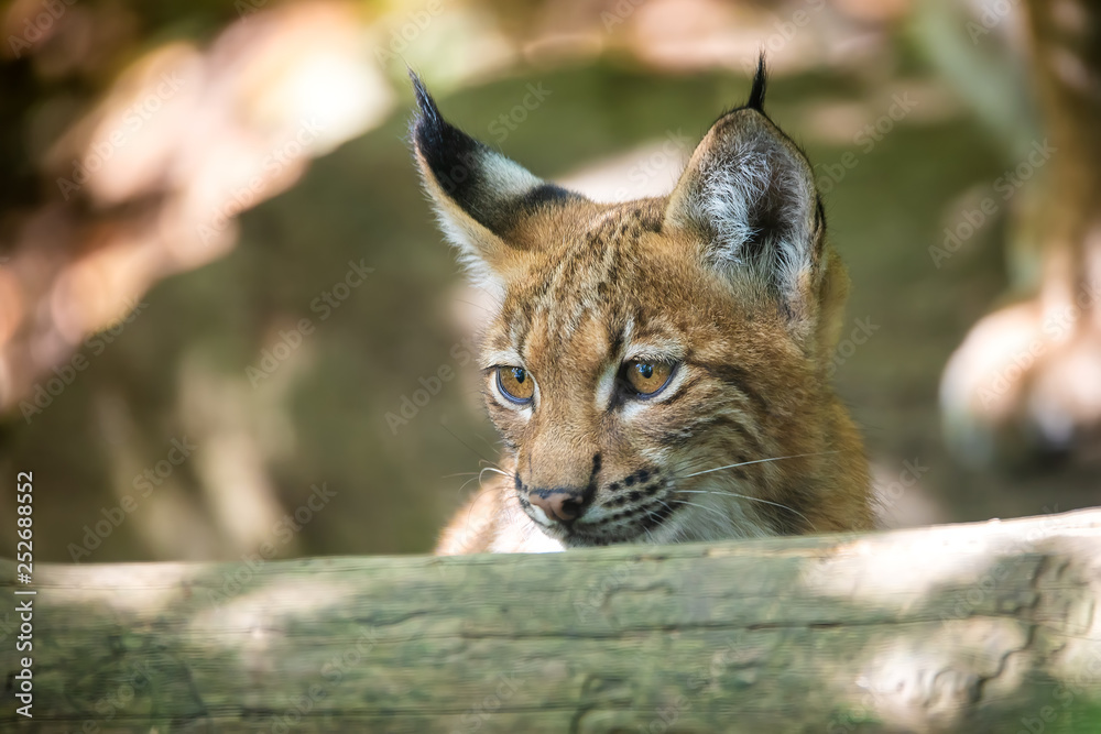playful kitten of Lynx, during the autumn season. Czech Republic wildlife playful kitten of Lynx, during the autumn season. Czech Republic wildlife