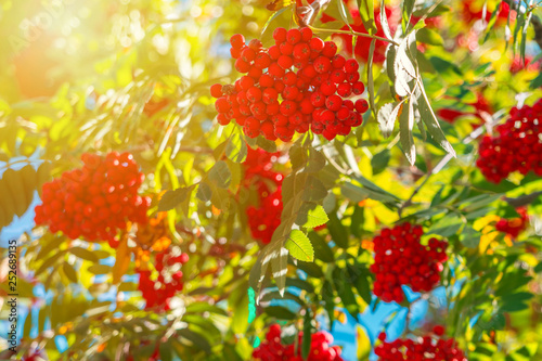 Orange hawthorn bunch under the sunlight. Hawthorn is a curative plant photo