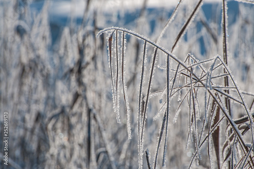 winter in the forest