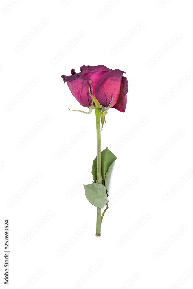Fading rose isolated on white background Fading rose isolated on white background
