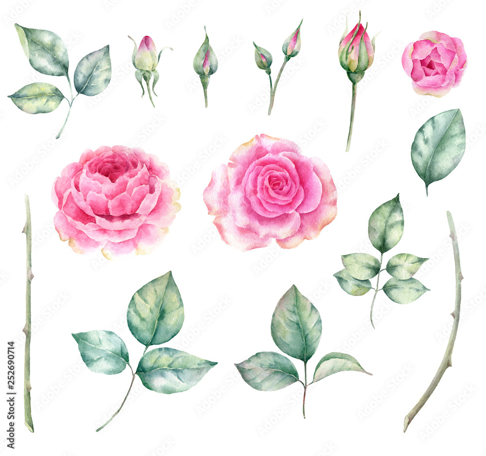.Flowers and leaves of the roses isolated on white background. Watercolor painting for wedding invitations,greeting card and design.. .Flowers and leaves of the roses isolated on white background. Watercolor painting for wedding invitations,greeting card and design..