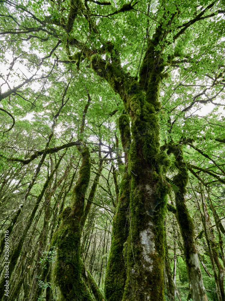Crown of old dry wood overgrown with moss in a dense rainforest Crown of old dry wood overgrown with moss in a dense rainforest