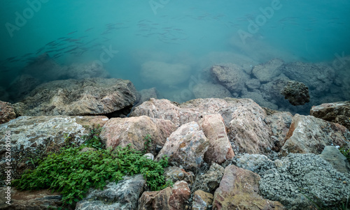 Fish swimming near the rocks