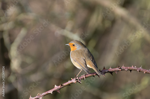 Robin Redbreast perched on a Branch