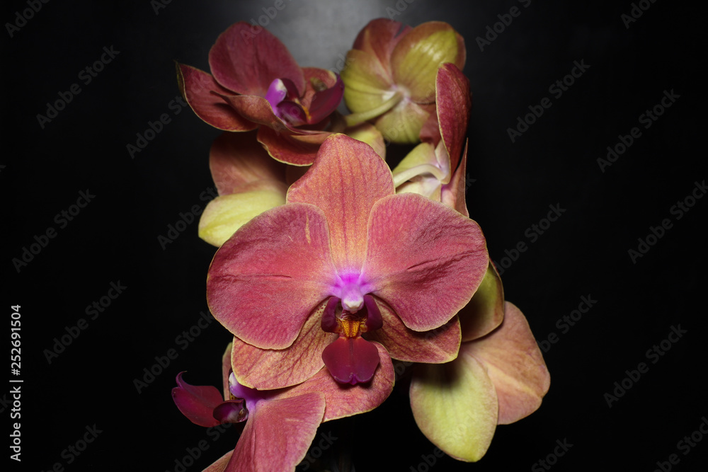 Obraz premium Flower petals blooming pink orchids on a dark background.