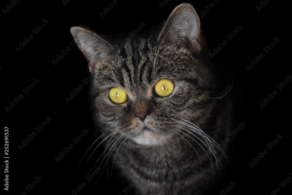 Portrait of a pensive striped domestic cat with bright yellow eyes on a contrasting black background