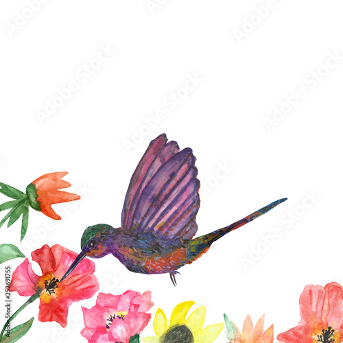 Fototapeta Naklejka Na Ścianę i Meble -  Watercolor drawing of a Hummingbird bird collecting nectar from a hibiscus flower. Весенняя  иллюстрация нежных  тропических растений и птиц для красивого дизайна постеров, открыток, приглашений.