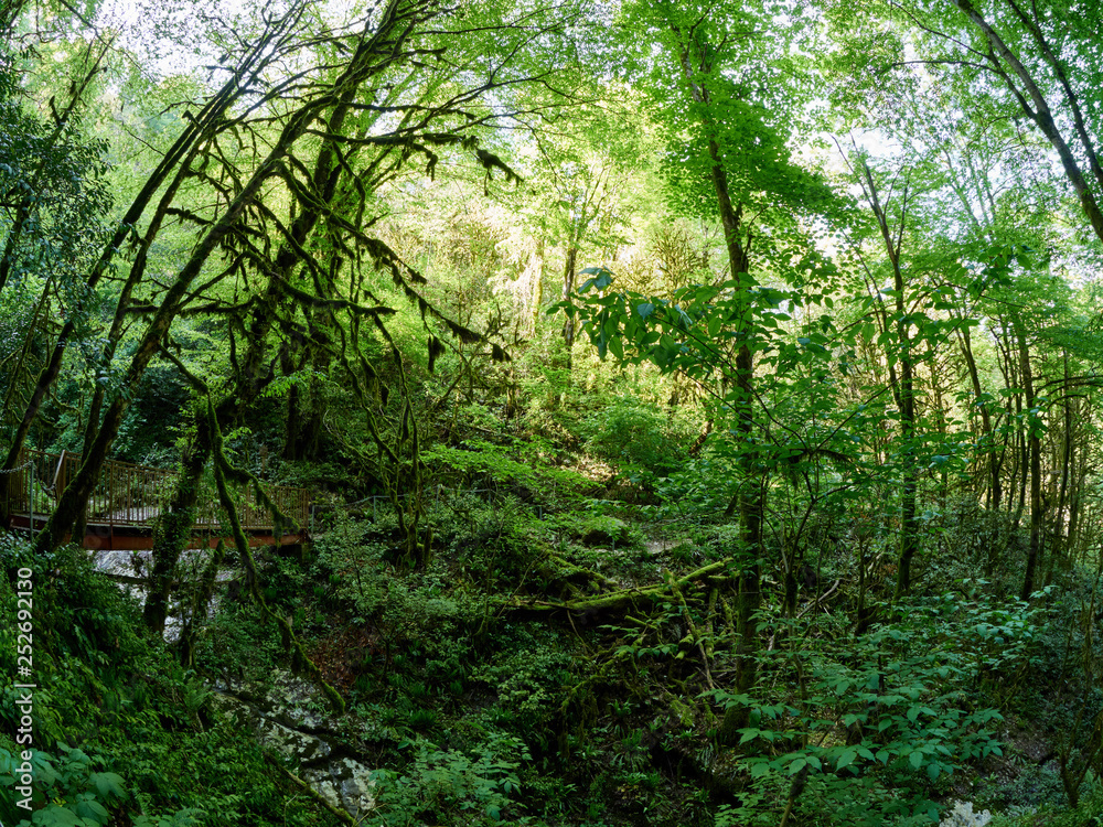 Pedestrian bridge over the gorge in a green forest Pedestrian bridge over the gorge in a green forest