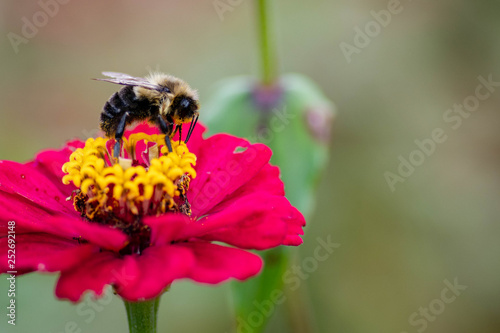 Bee on flower 6 © Chris