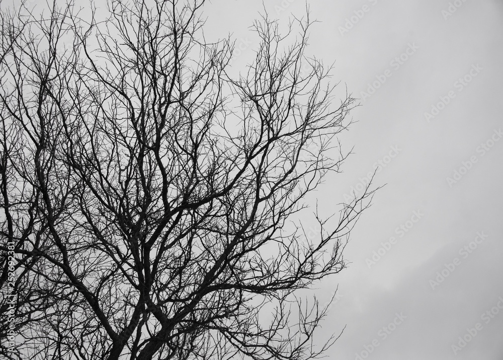 Silhouetted trees against a white sky Silhouetted trees against a white sky