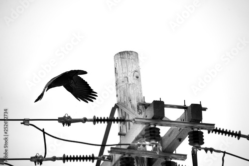 Crow flying off a electric pole