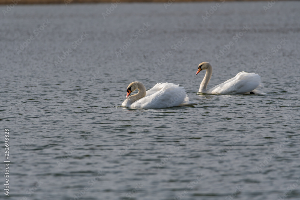 mute swans on the lake