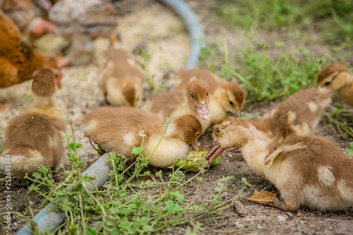 A group of young ducklings, teenage chickens in the farmyard pecking food.
