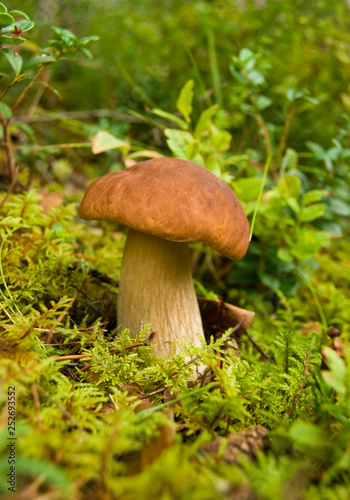 Boletus mushroom in the forest close up