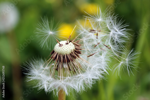 Fluffy dandelion seeds spread by the wind