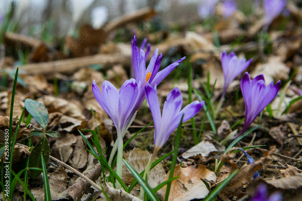 Spring Saffron crocus flower in the spring forest Spring Saffron crocus flower in the spring forest