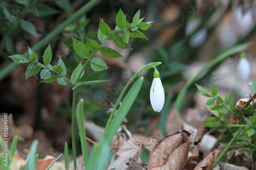 Galanthus elwesii blooming in the spring forest photo