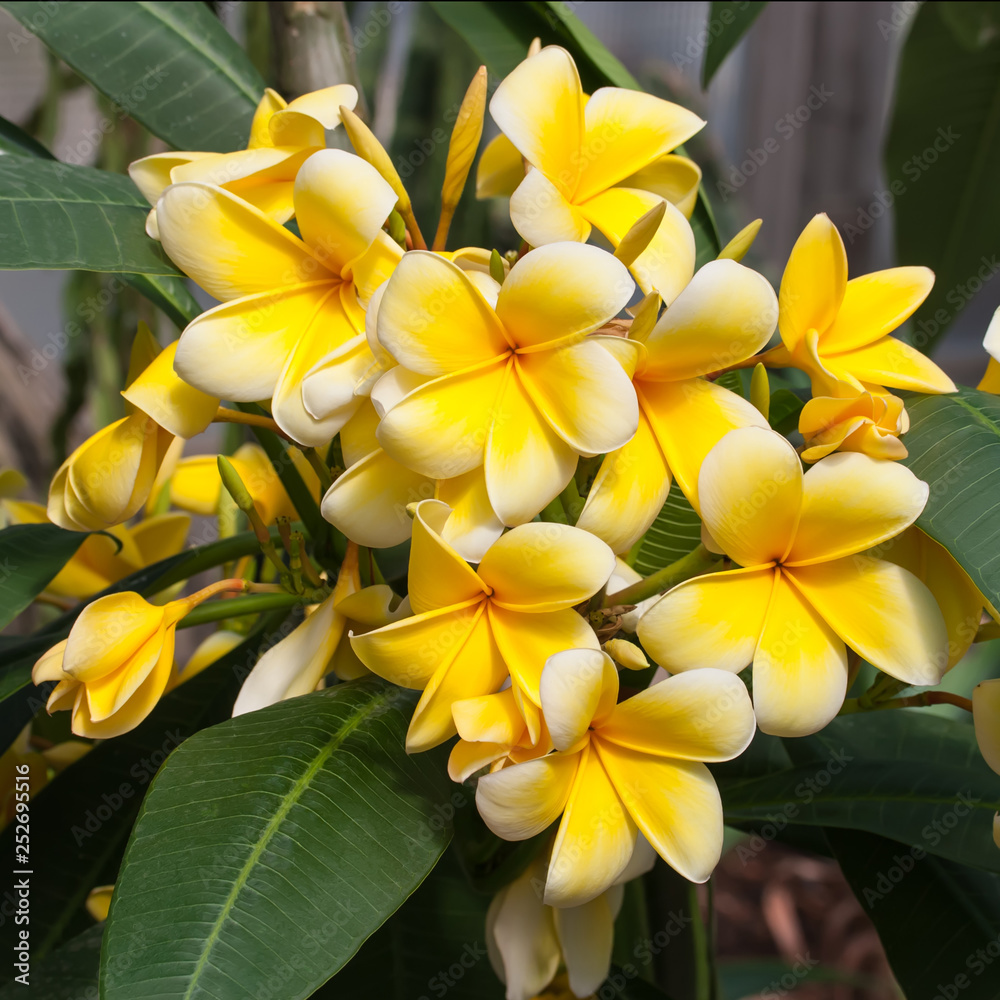 Fototapeta premium Beautiful yellow flowers.