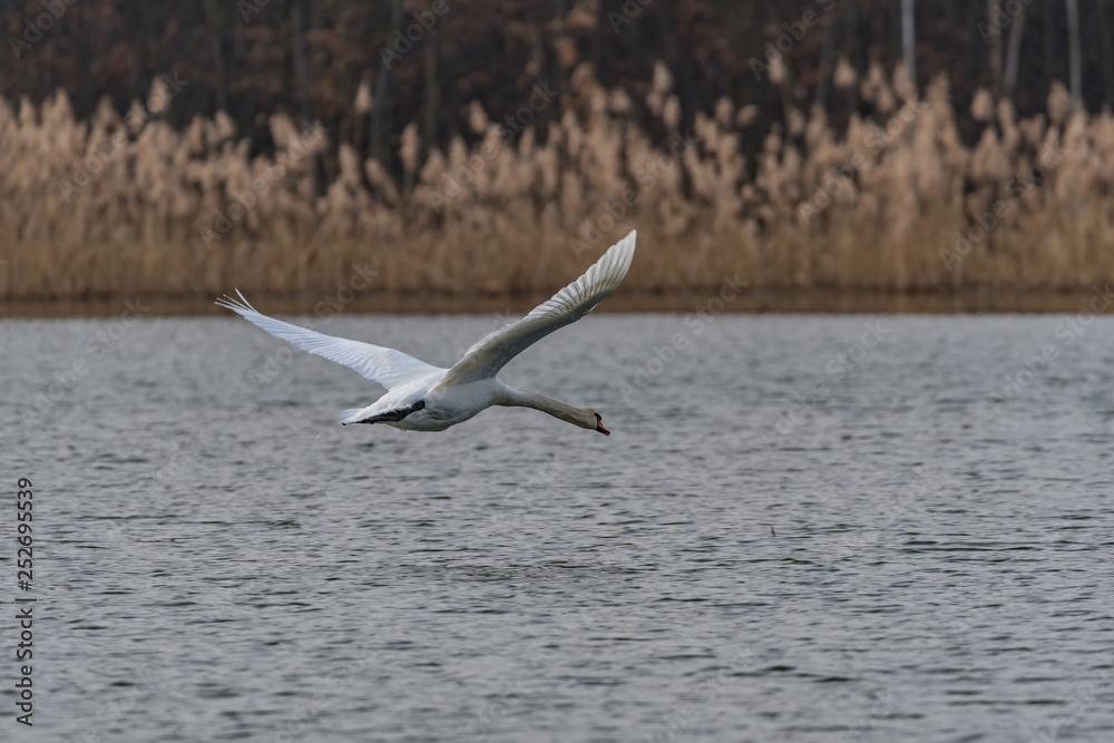 mute swan taking off