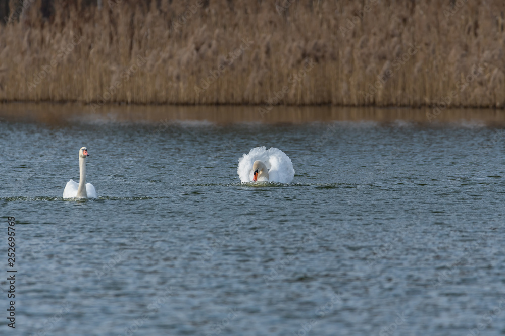 mute swans on the lake