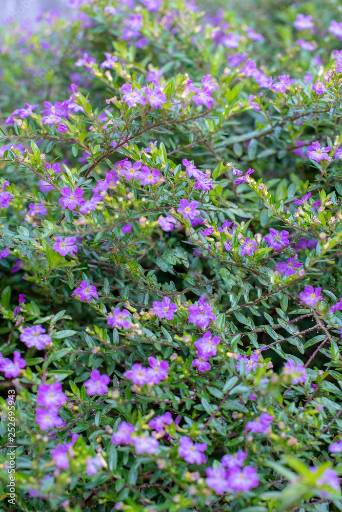 Naklejka premium Soft focus background of purple heather flowers in a sunlit garden ~SUNLIT GARDEN~