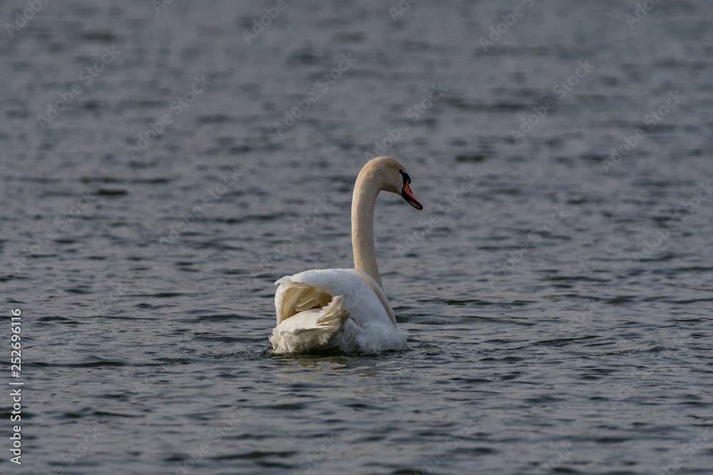 mute swans on the lake