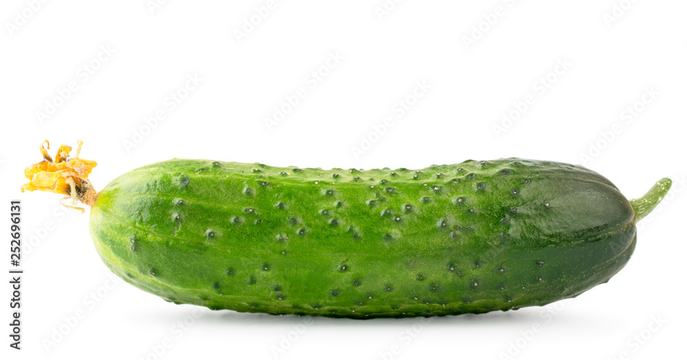 Ripe cucumber on a white background. Isolated. Ripe cucumber on a white background. Isolated.