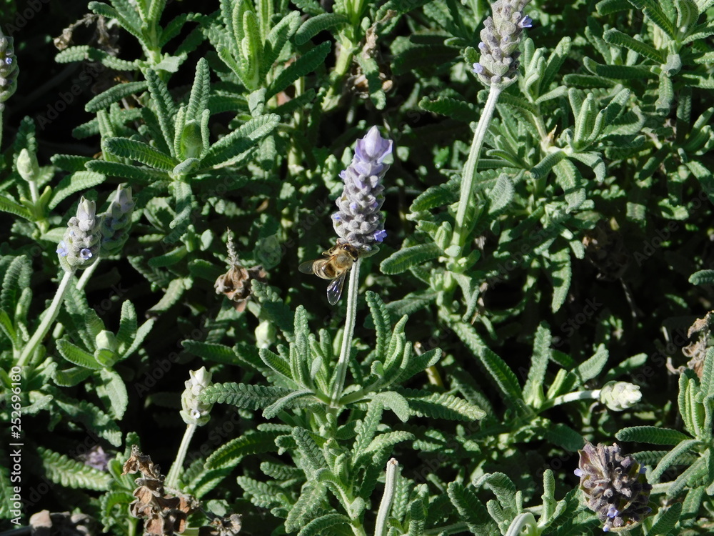 A honey bee, or Apis mellifera on a lavender, or Lavandula flower