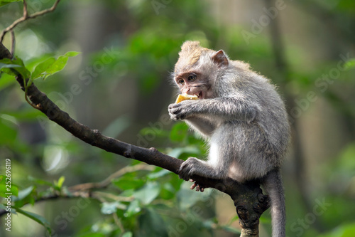 Monkey sits on a tree branch and eats sweet potatoes.