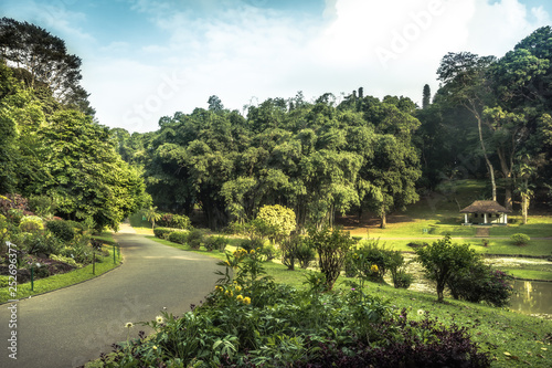 Alley in park garden with landscape design in Royal Garden Peradeniya in Sri Lanka nearby Kandy surroundings 