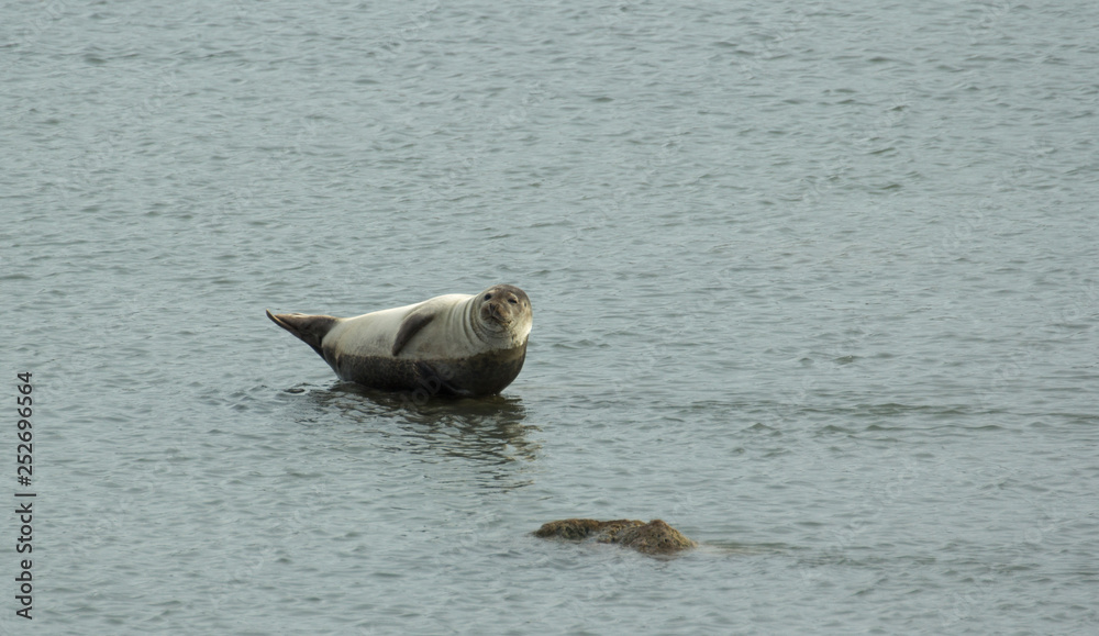 Fototapeta premium Seal sprawled on a stone in the middle of the lake.