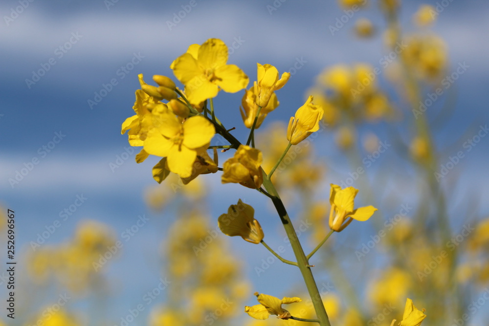 Natur Natur