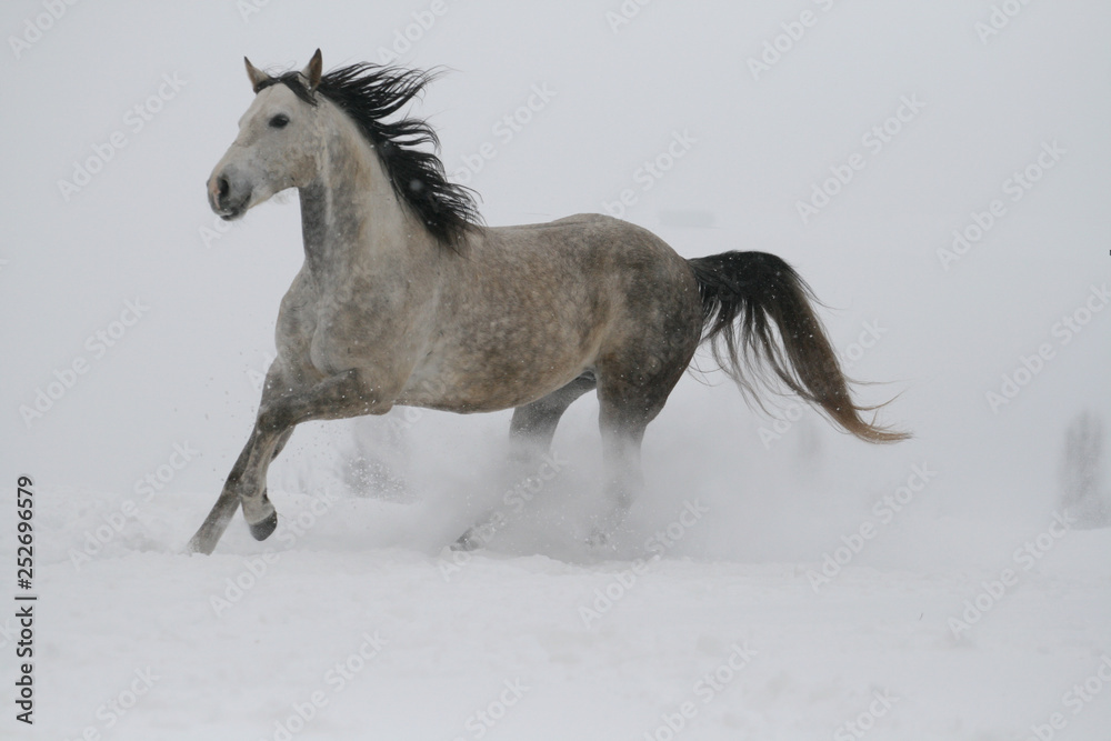 Fototapeta premium koń arabski na zboczu śniegu (wzgórze) w zimie biegnie galopem