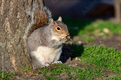 Cute squirrel eating nuts on the garden of Saint James`s park of London photo