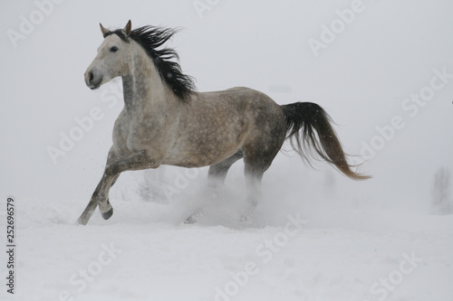 arab horse on a snow slope  hill  in winter runs gallop