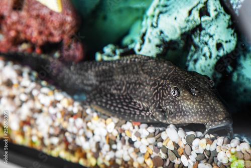 Aquarium catfish closeup