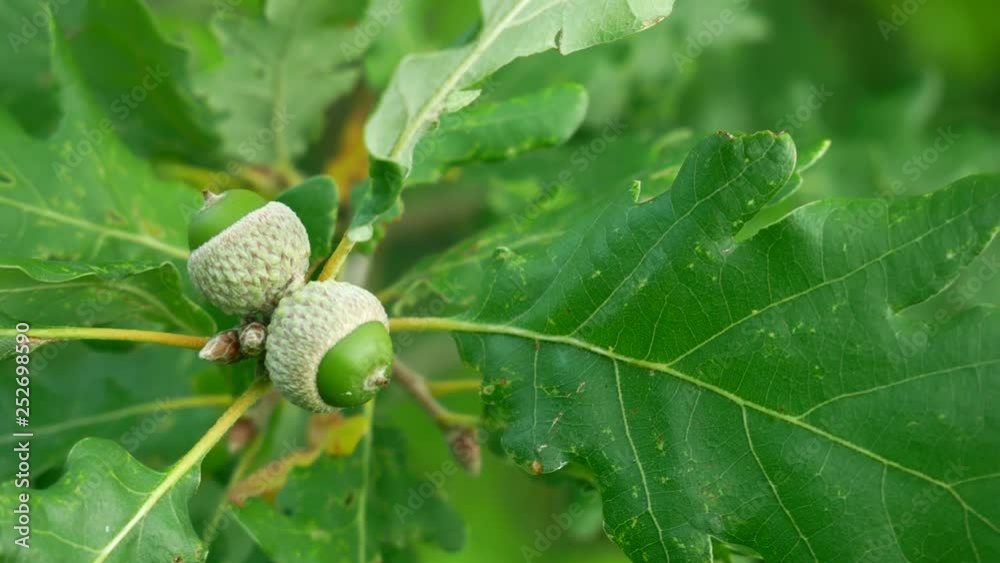 Green acorn on the oak tree at lake Balaton - Hungary Green acorn on the oak tree at lake Balaton - Hungary