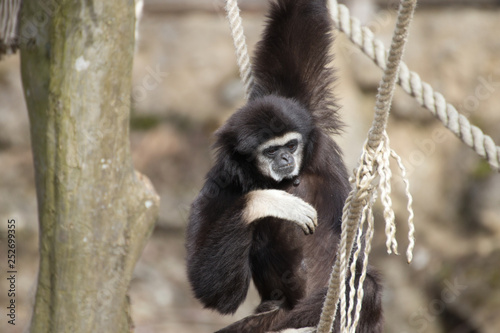 affe