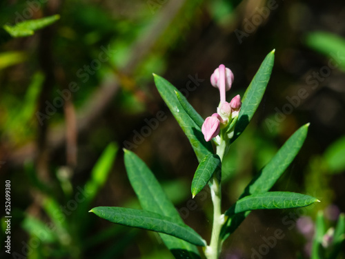 Flower Bog rosemary or Andromeda polifolia close-up, selective focus, shallow DOF