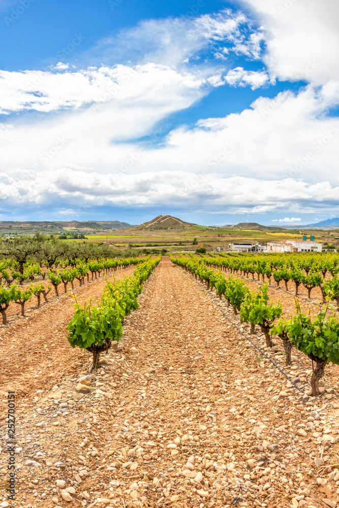 Scenic overcast agricultural landscape with vineyards in the foreground in La Rioja, Spain near Logrono