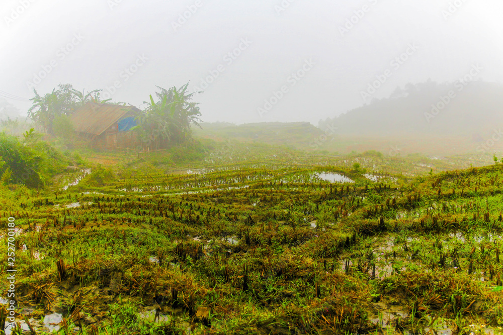 Vietnam, Sa Pa, Rice fields in fog