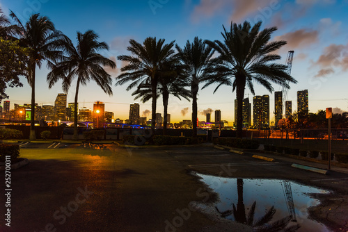 Palm trees and skyscrapers in Miami at night © Gabriele Maltinti