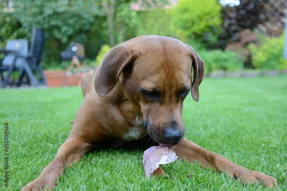 Rhodesian Ridgeback